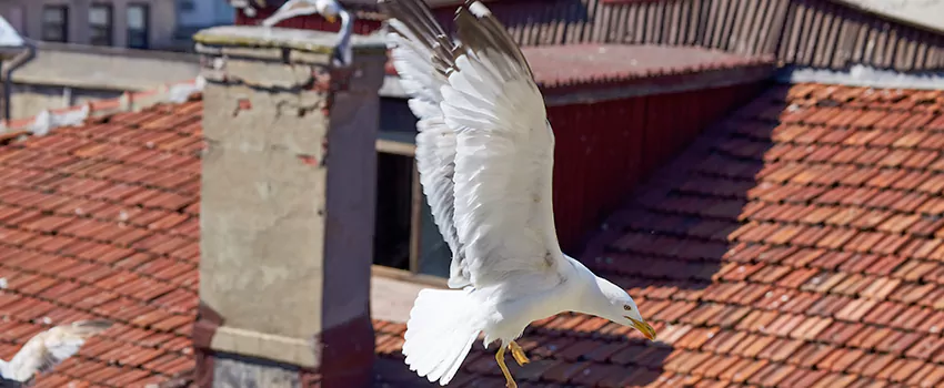 Residential Chimney Animal Removal Solution in West Allis, WI
