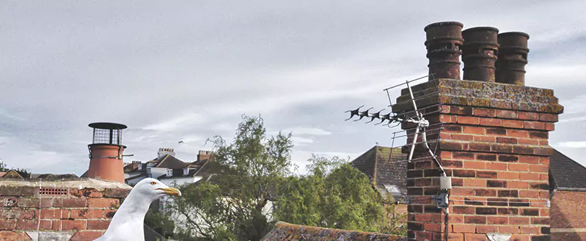 Chimney Cleaning And Restoration in West Allis, Wisconsin